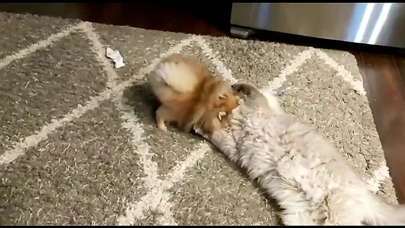 Ricci playing with Max...Thank you for the video update Marina Polonski!!!